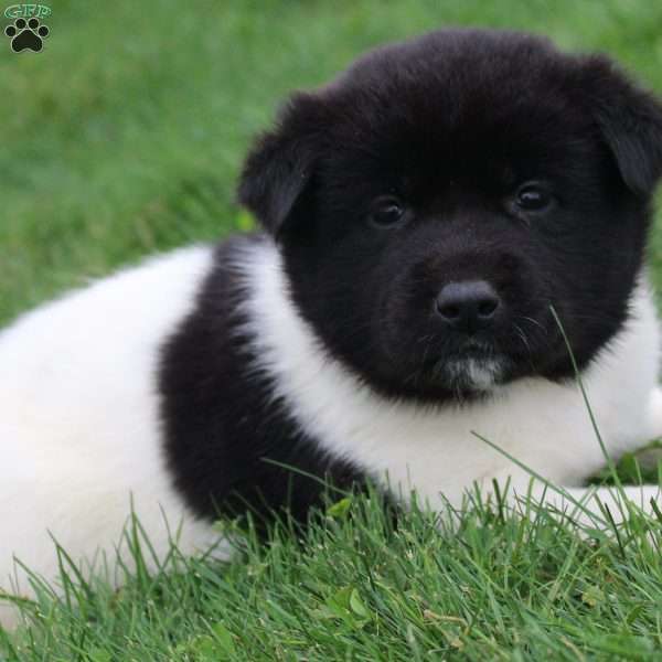 AKC  Bubbles, Akita Puppy